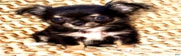 Chihuahua dogs for sale: Teacup longhair Apple head - Ad 6