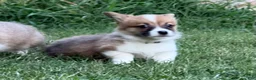 Welsh Corgi Pembroke dogs for sale: Full AKC - Ad 10