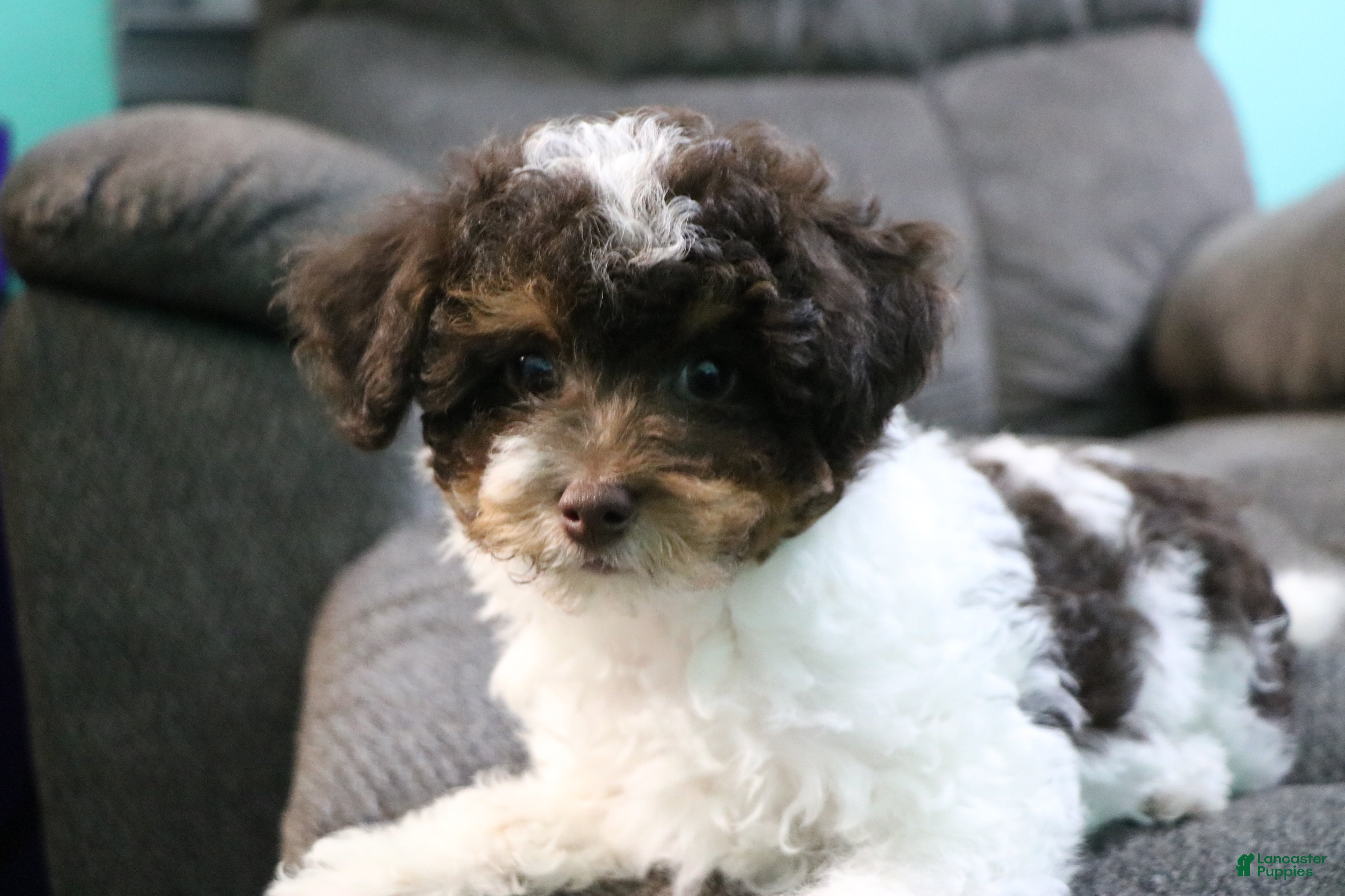Toy Poodle dogs Max - Ad 1