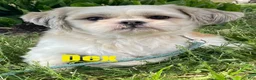 Shih Tzu dogs for sale: Sandy - Ad 6