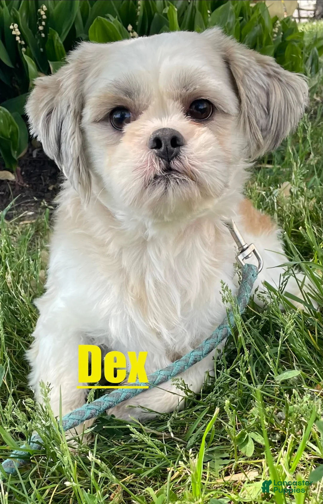 Shih Tzu dogs for sale: Sandy - Ad 6