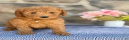 Goldendoodle dogs for sale: Mango - Ad 7