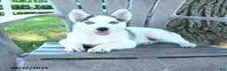 Pomsky dogs for sale: Asher - Ad 3