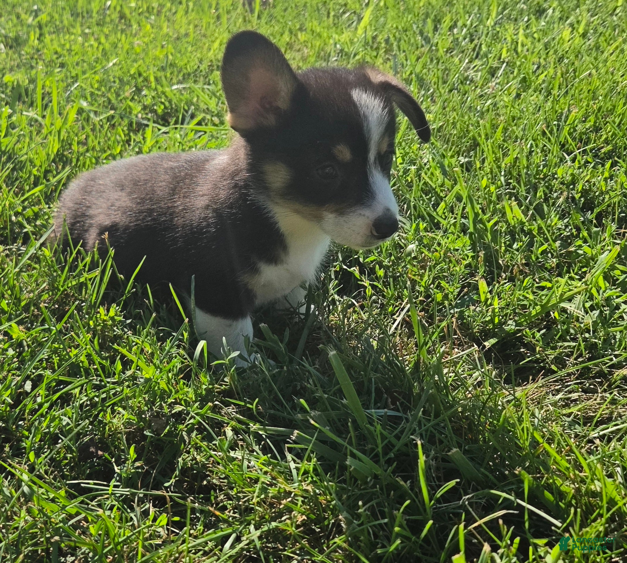 Mixed Breed dogs Jackie - Ad 2