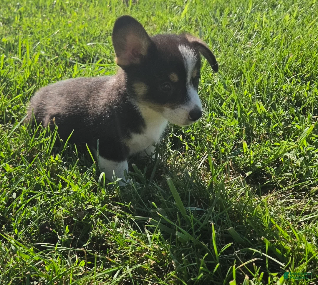Mixed Breed dogs for sale: Jackie - Ad 2