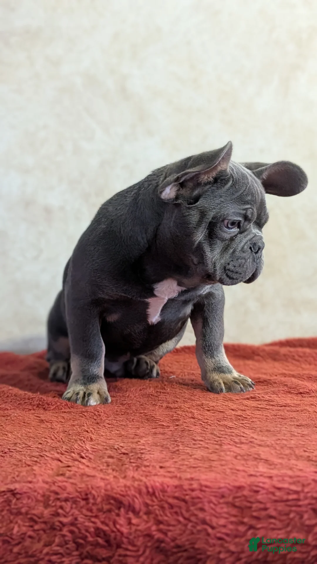 French Bulldog dogs for sale: Kai - Ad 6