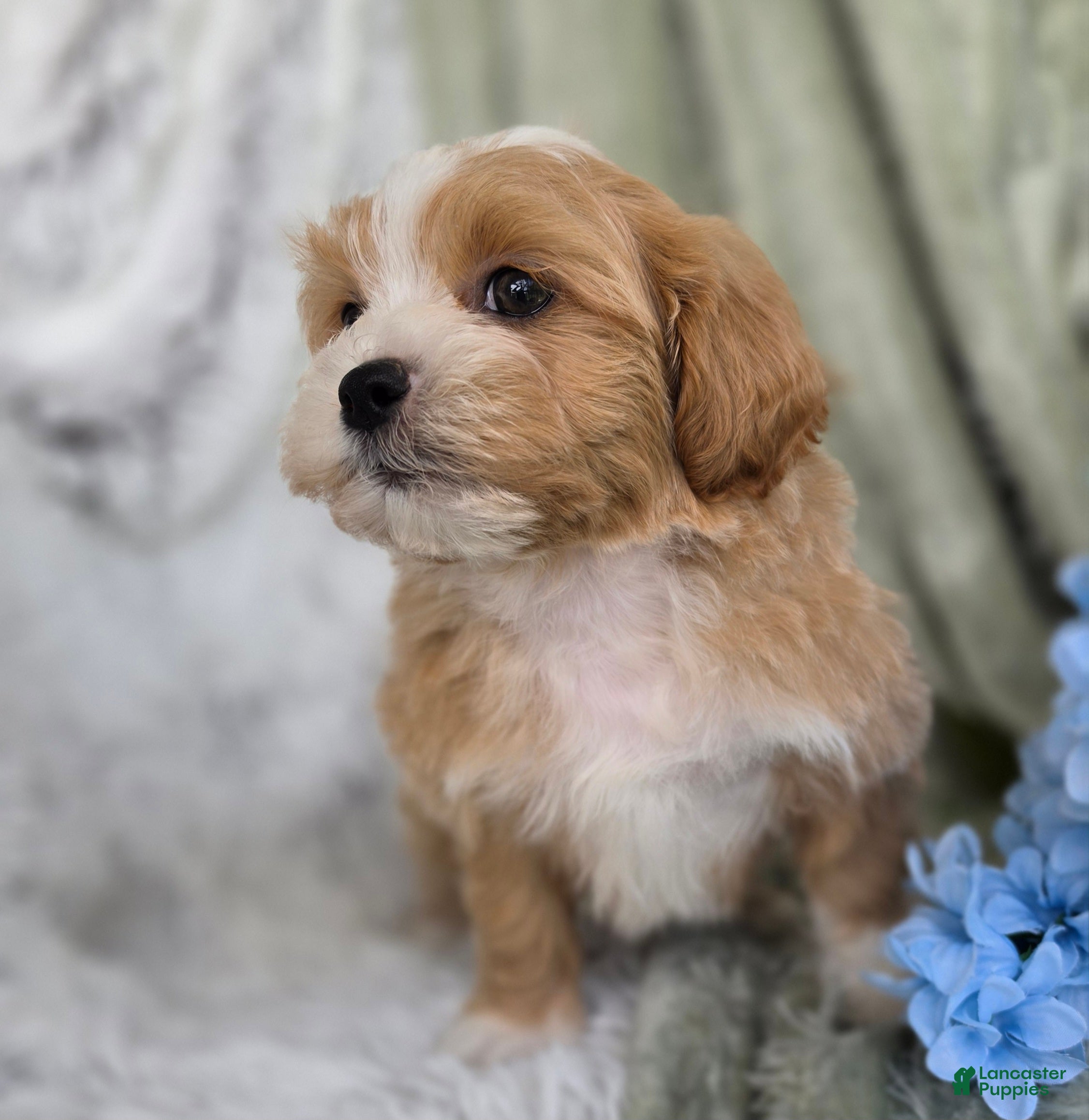 Shihpoo dogs Hudson - Ad 2