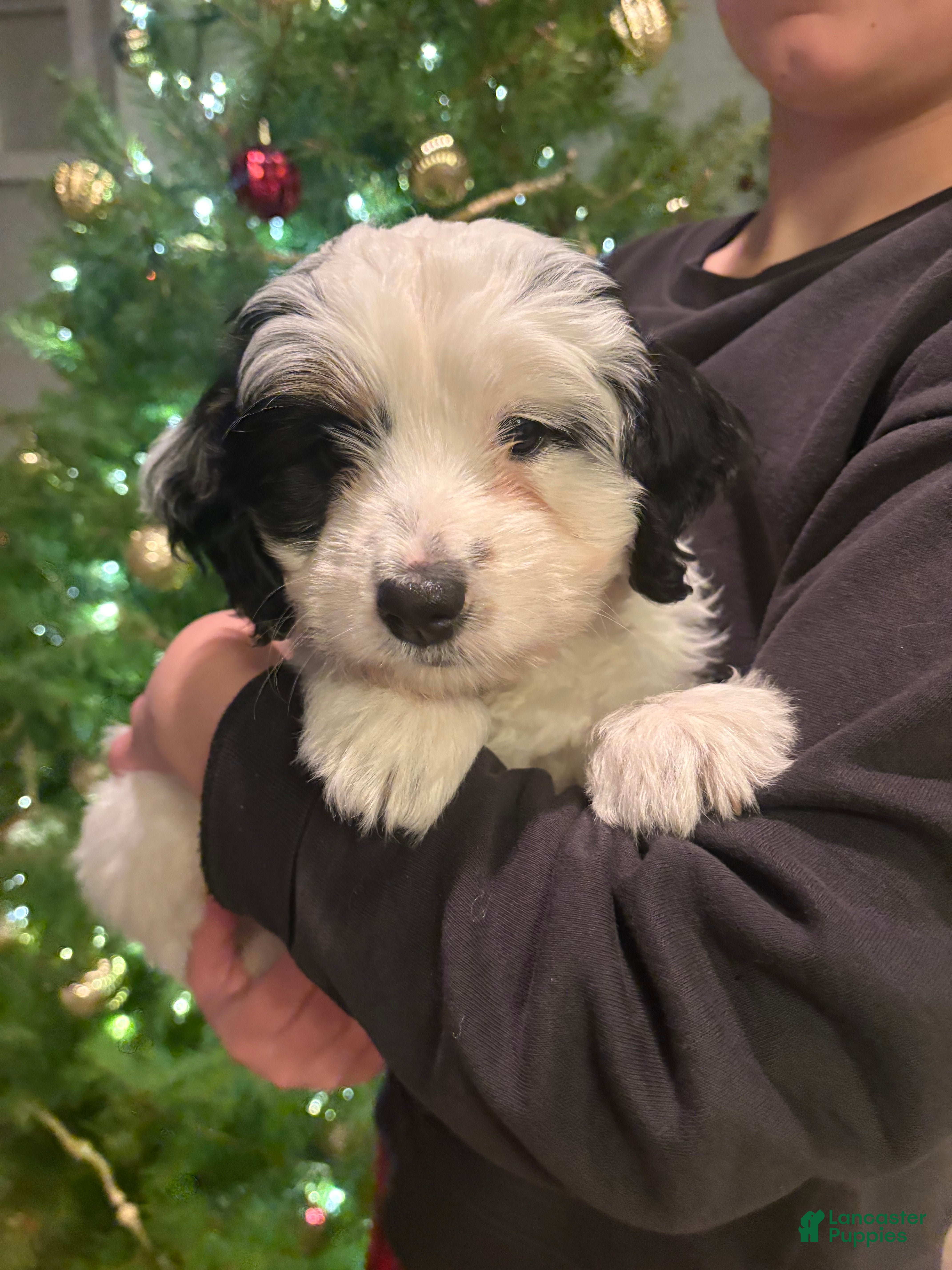 Mini Bernedoodle dogs Poppy - Ad 38