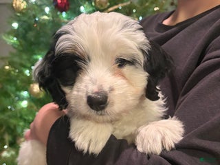 Mini Bernedoodle dogs Poppy - Ad 36