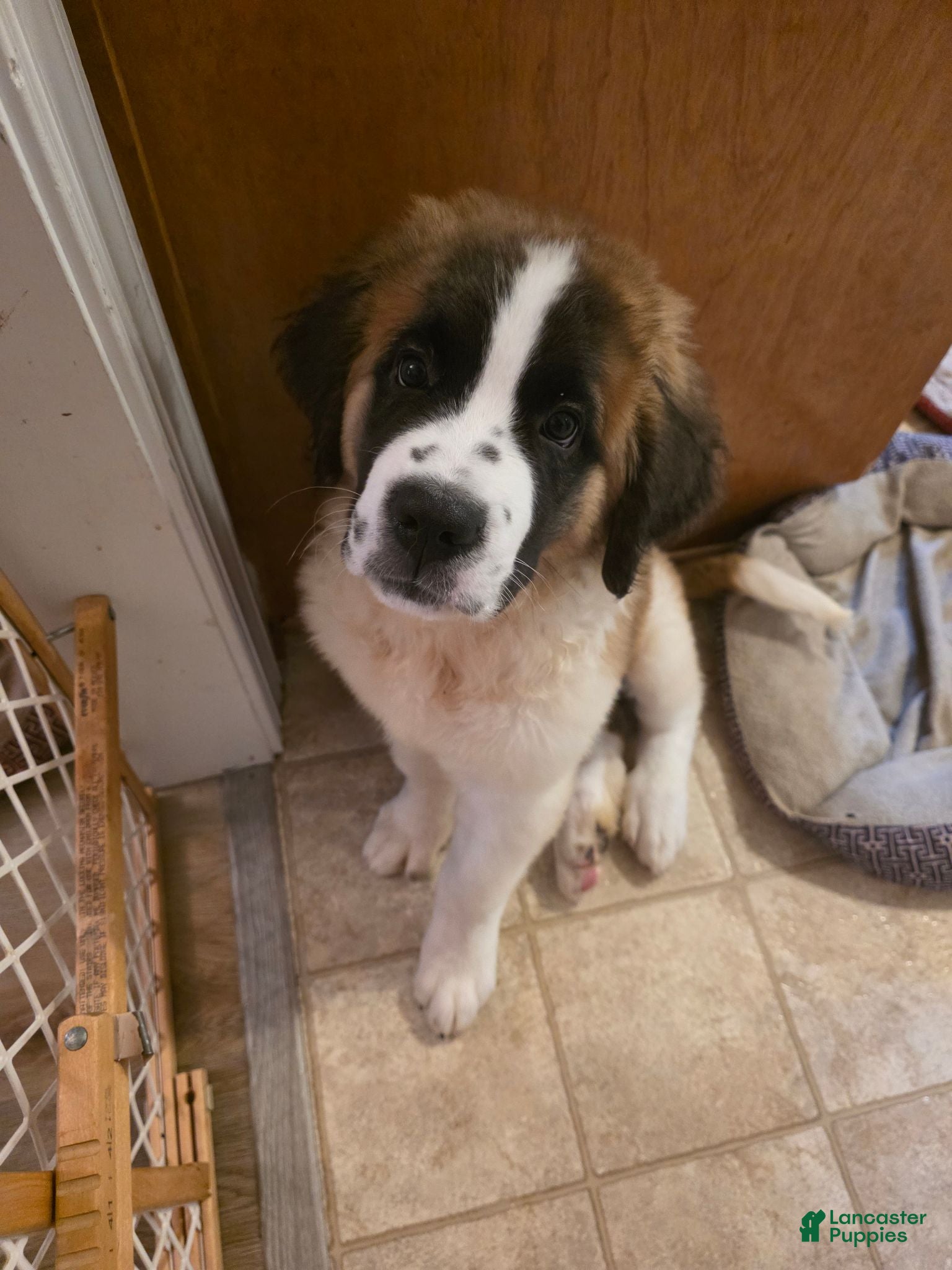 Saint Bernard dogs Saint Bernard 6 - Ad 36