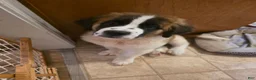 Saint Bernard dogs for sale: Saint Bernard 6 - Ad 1