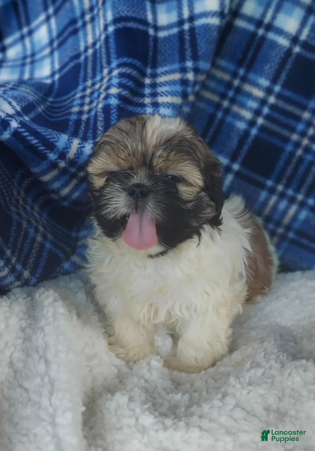 Shih Tzu dogs for sale: Barry - Ad 2