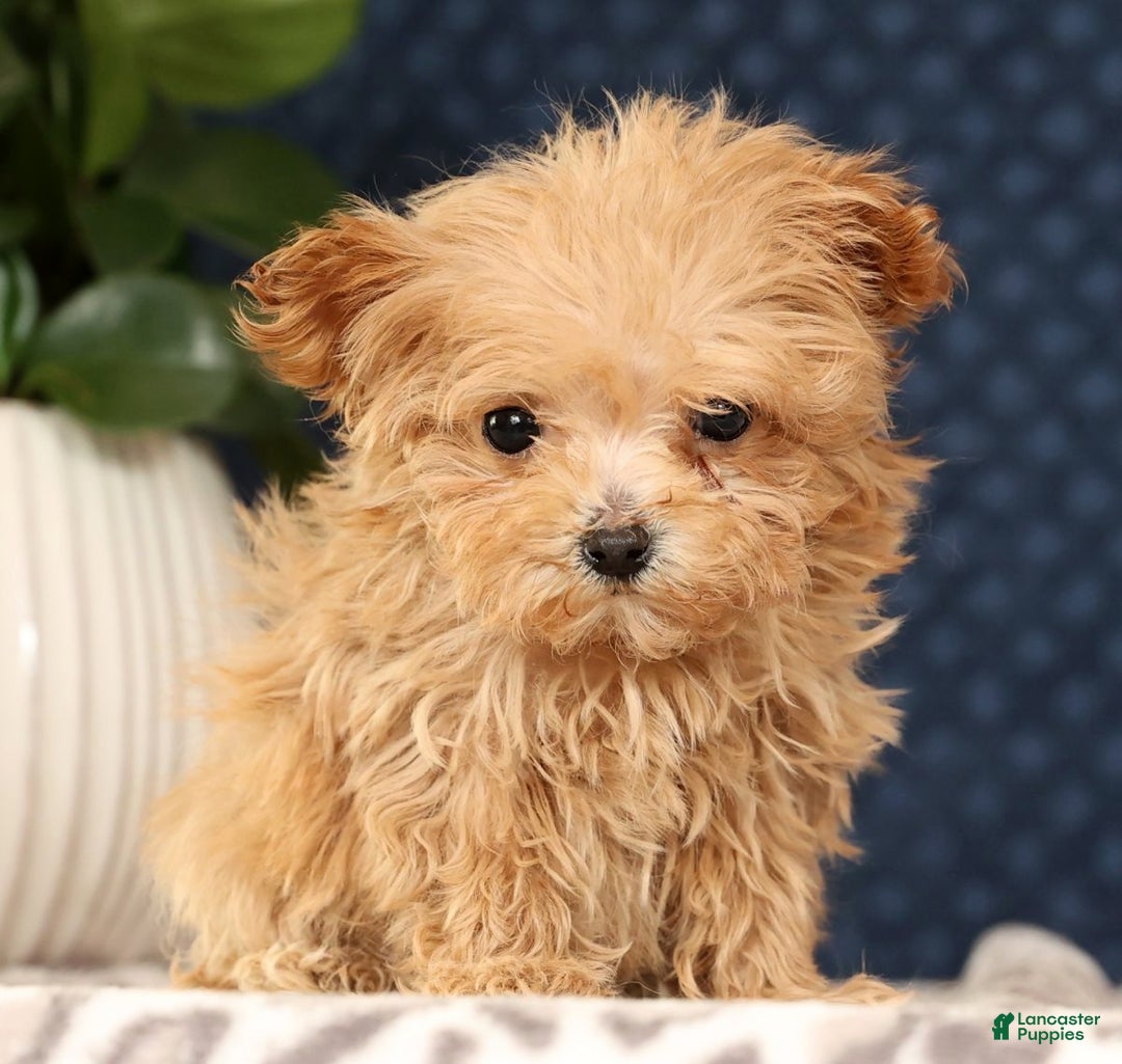 Havapoo dogs for sale: Uma - Ad 2