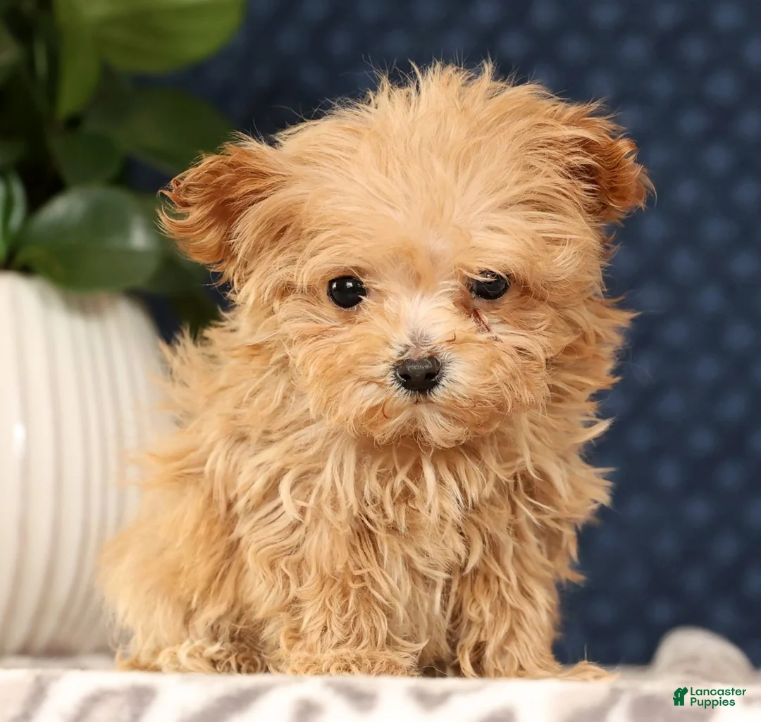 Havapoo dogs for sale: Uma - Ad 2