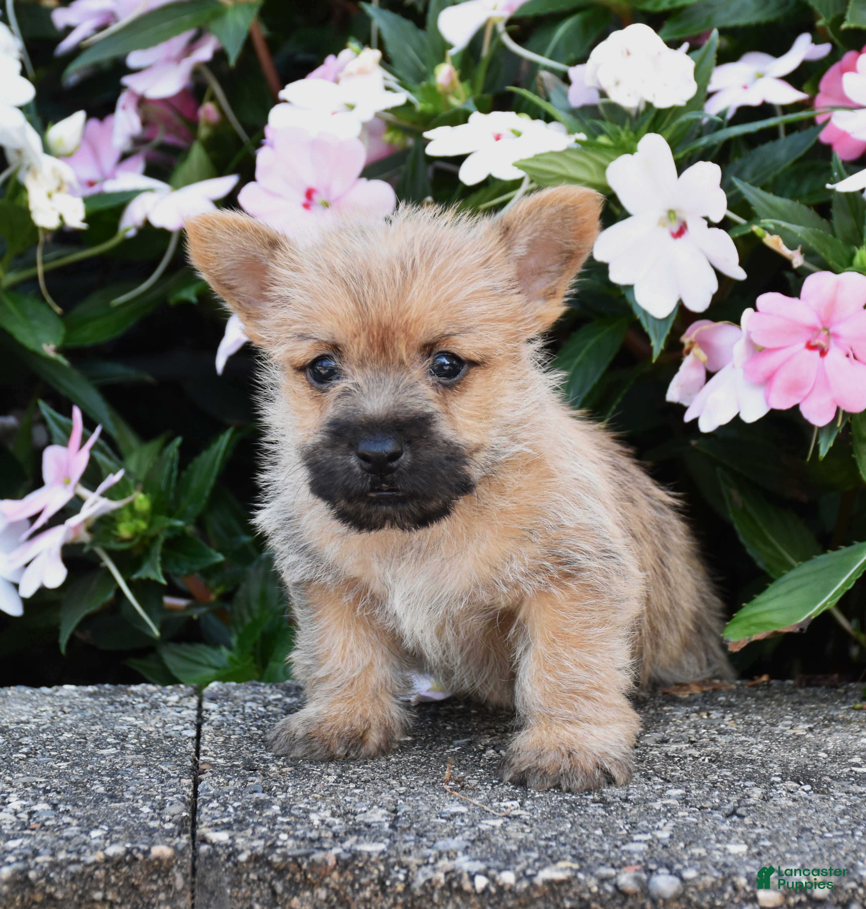 Cairn Terrier dogs Arlo - Ad 1