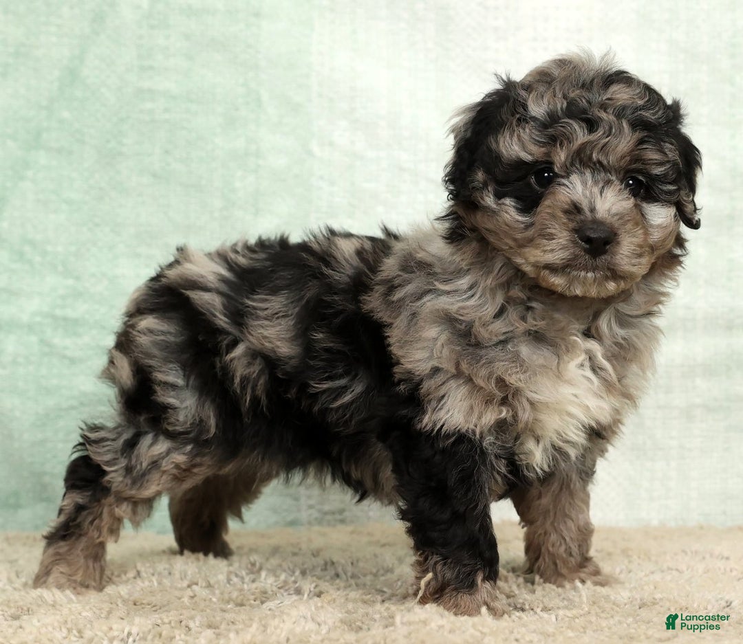 Mini Aussiedoodle dogs for sale: Molly - Ad 6
