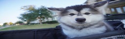 Alaskan Malamute dogs for sale: Dong Dong - Ad 2