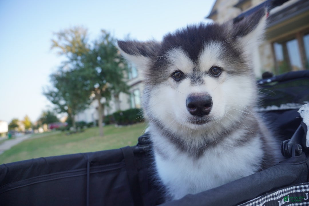 Alaskan Malamute dogs for sale: Dong Dong - Ad 2