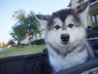 Alaskan Malamute dogs Dong Dong - Ad 10