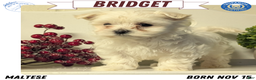 Maltese dogs for sale: Bridget - Ad 1