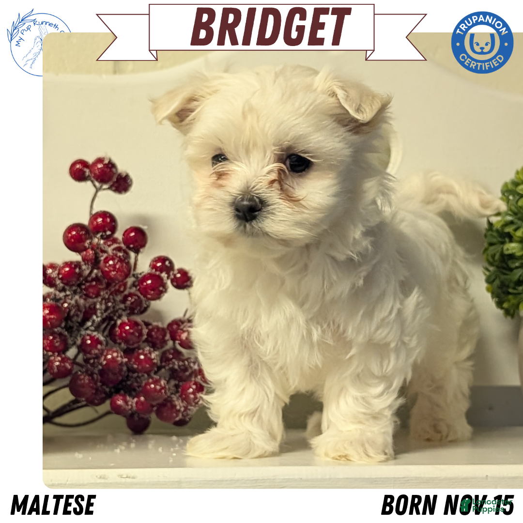 Maltese dogs for sale: Bridget - Ad 1