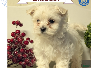 Maltese dogs Bridget - Ad 2