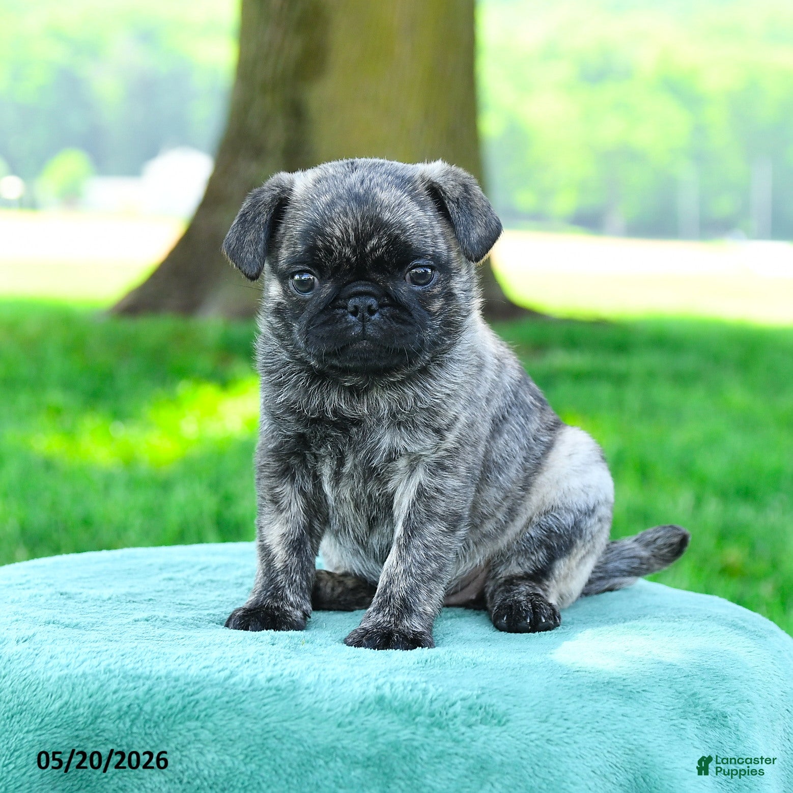 Pug dogs Sophia - Ad 1