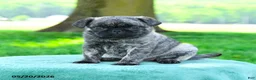 Pug dogs for sale: Sophia - Ad 1