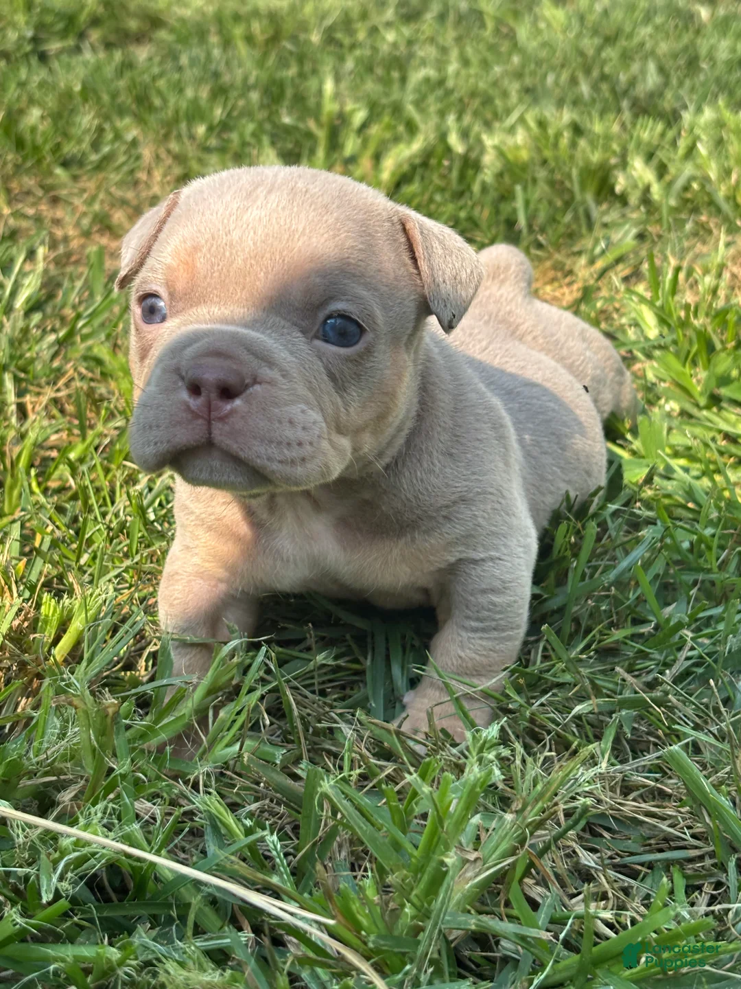 American Bully dogs for sale: American Bully 1 - Ad 2