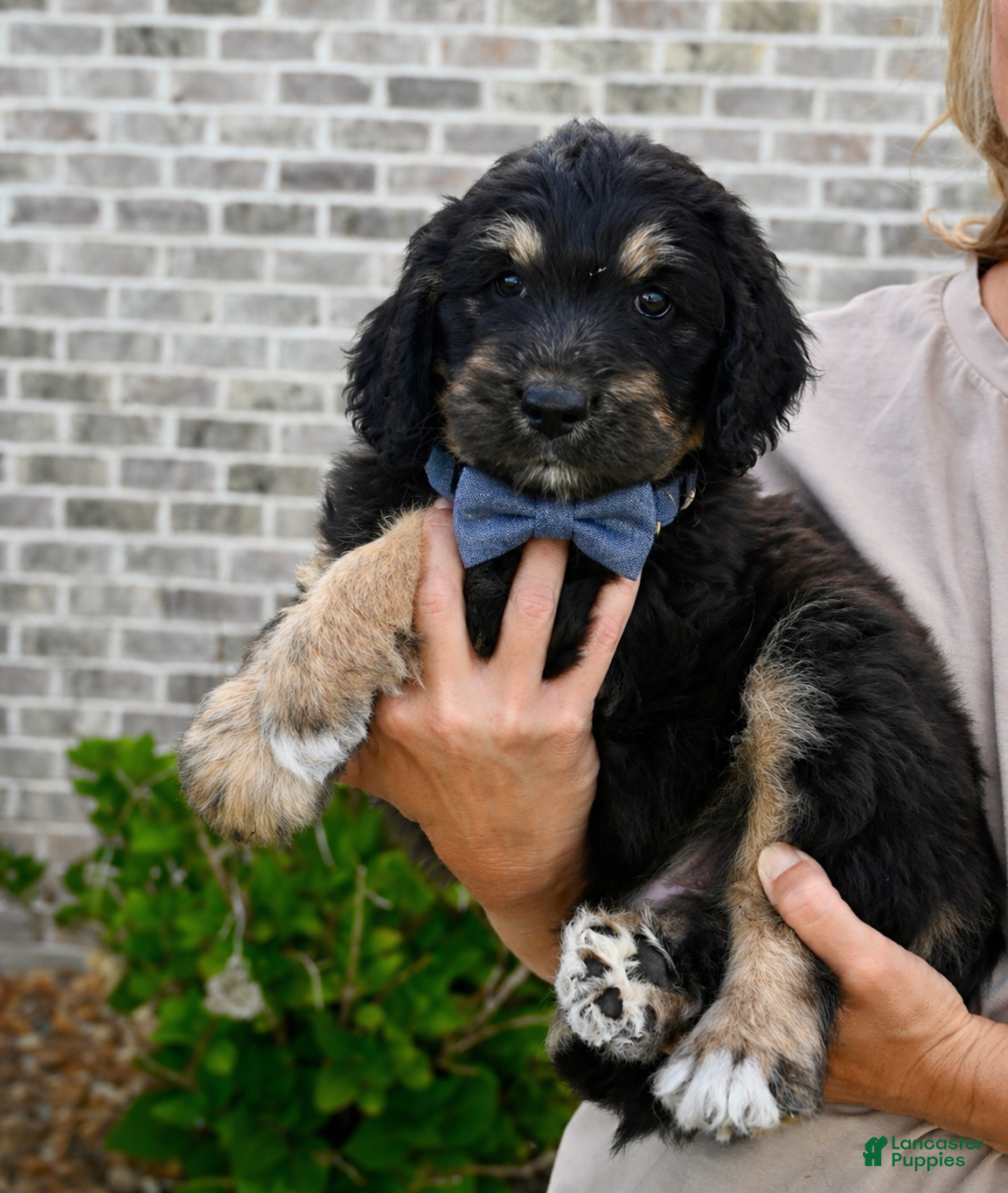 Aussiedoodle dogs Aussiedoodle Puppy 5 - Ad 23