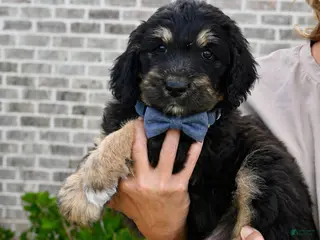Aussiedoodle dogs Aussiedoodle Puppy 5 - Ad 16