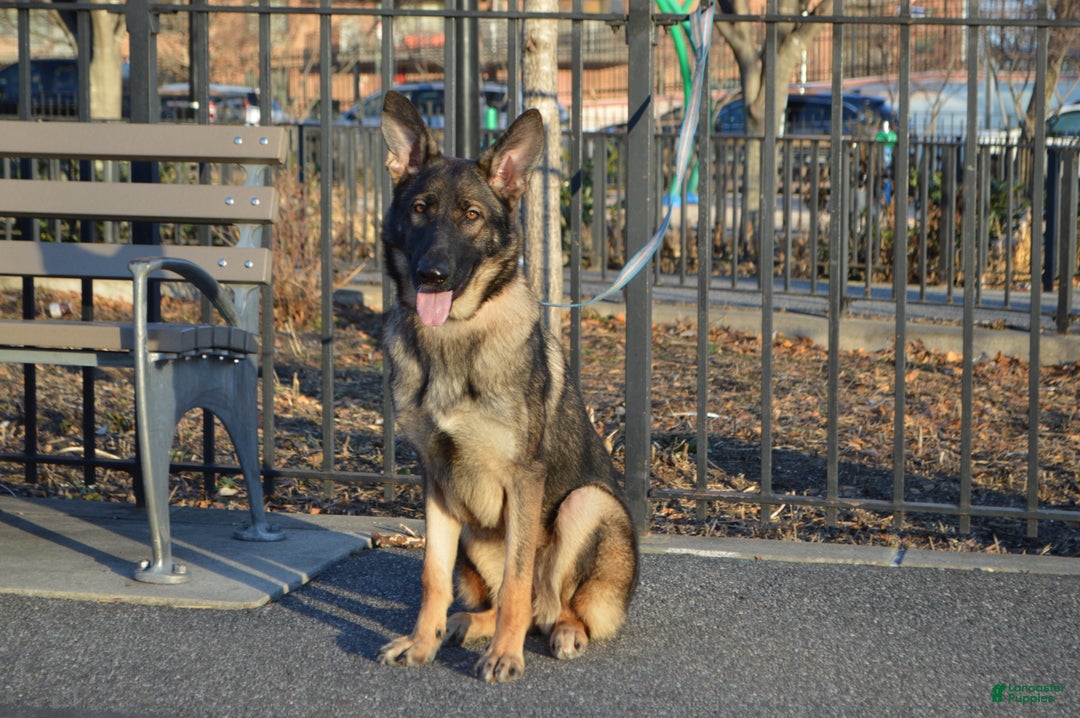 German Shepherd dogs for sale: Yellow - Ad 5