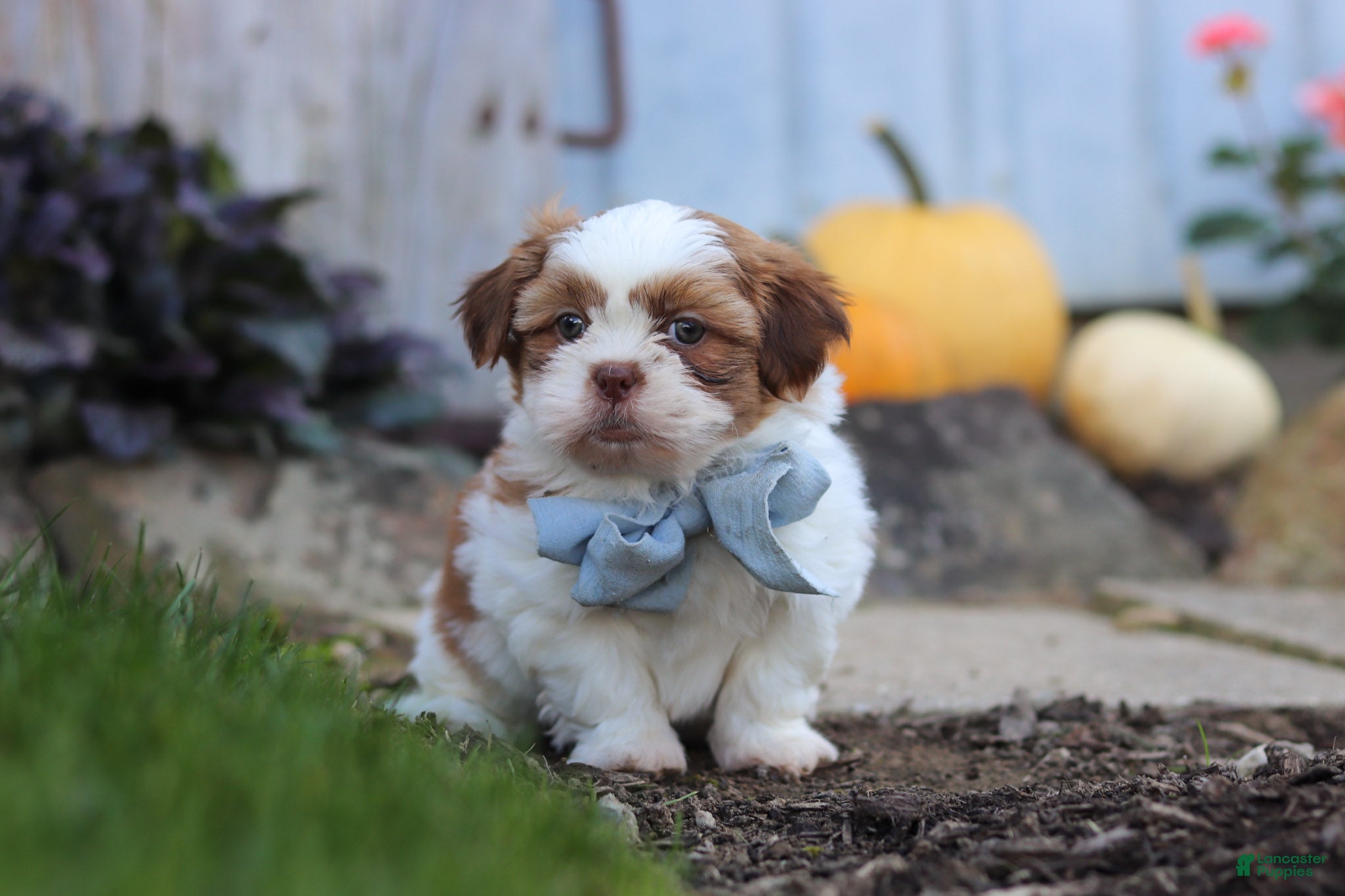 Benji (Shih Tzu, Male) in Millersburg, OH
