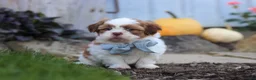 Shih Tzu dogs for sale: Benji - Ad 1