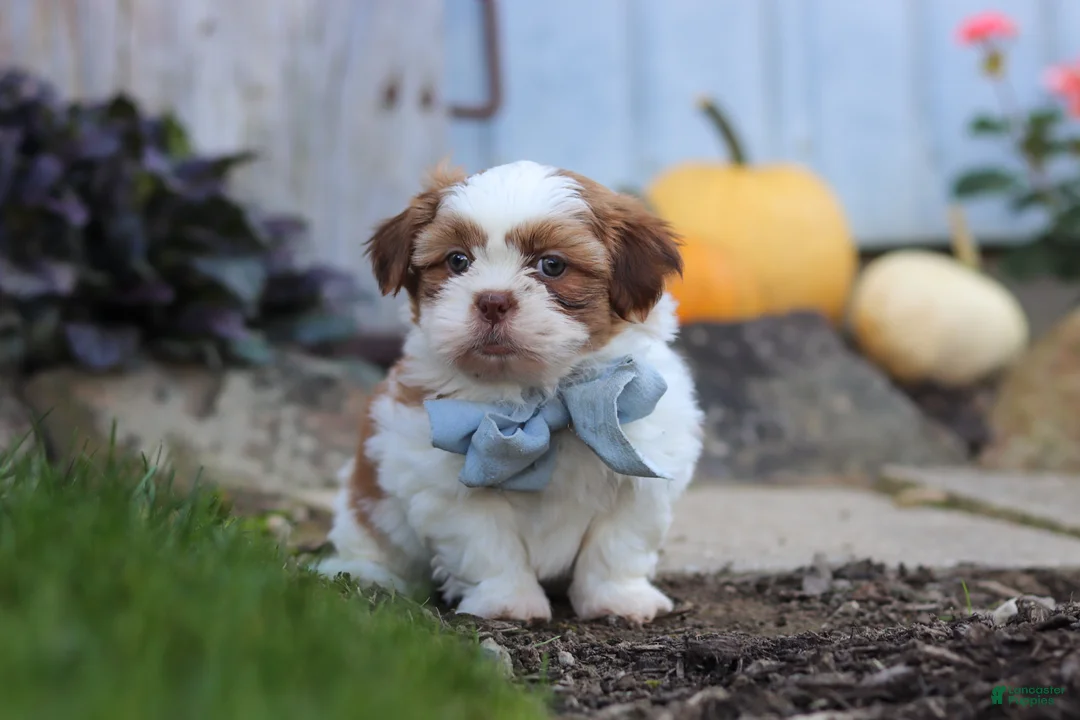 Shih Tzu dogs for sale: Benji - Ad 1