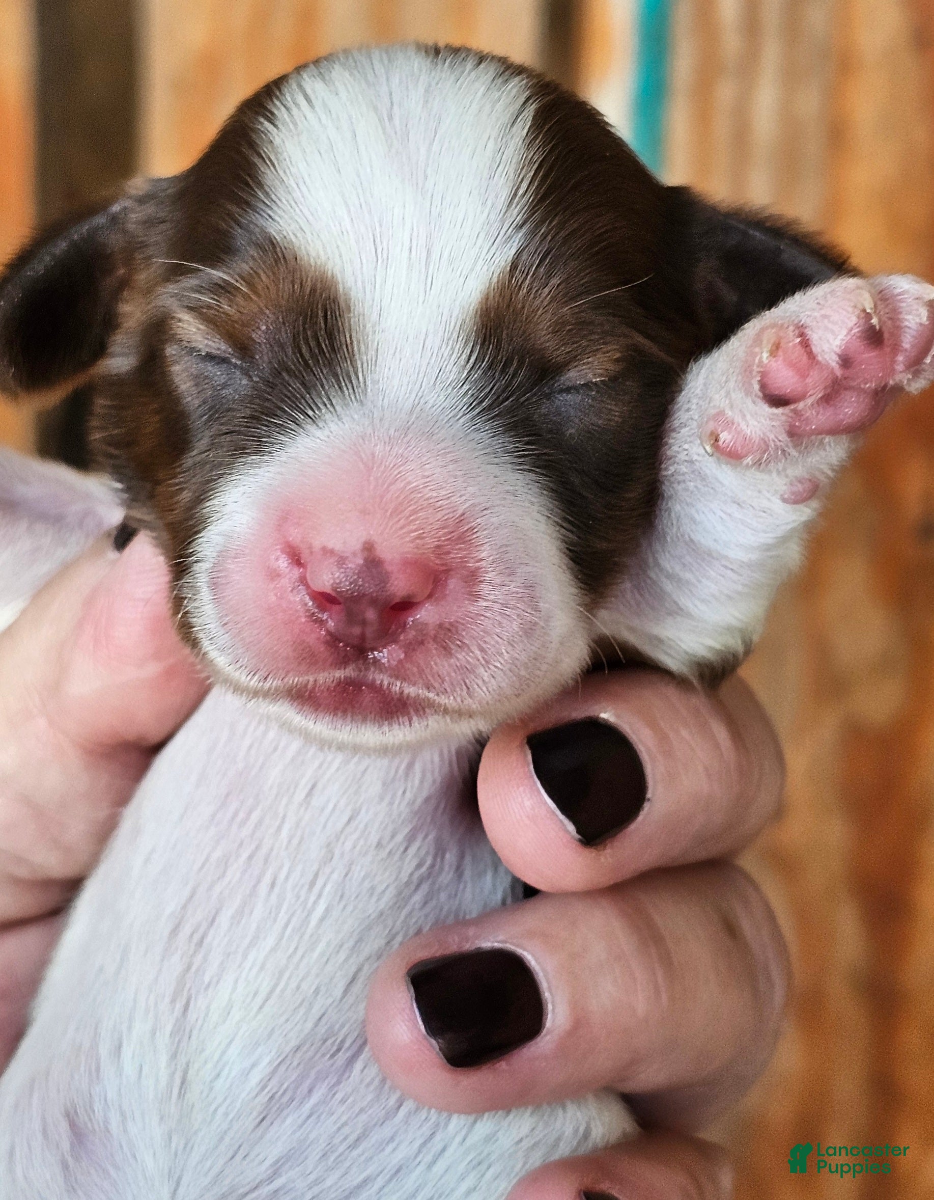 Miniature Dachshund dogs Sarah Long-haired  - Ad 4