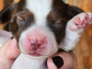 Miniature Dachshund dogs Sarah Long-haired - Ad 17