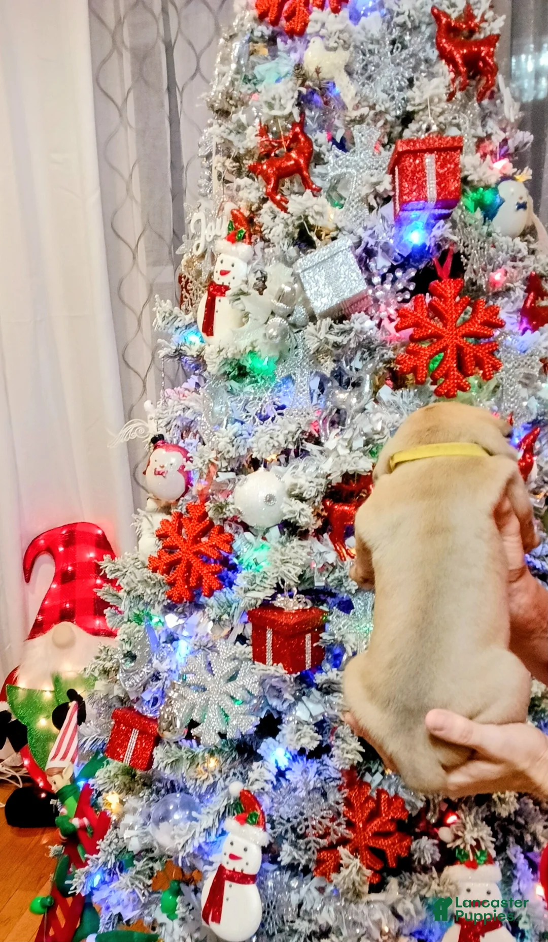 Olde English Bulldogge dogs for sale: Olde English Bulldogge Puppy 7 - Ad 3