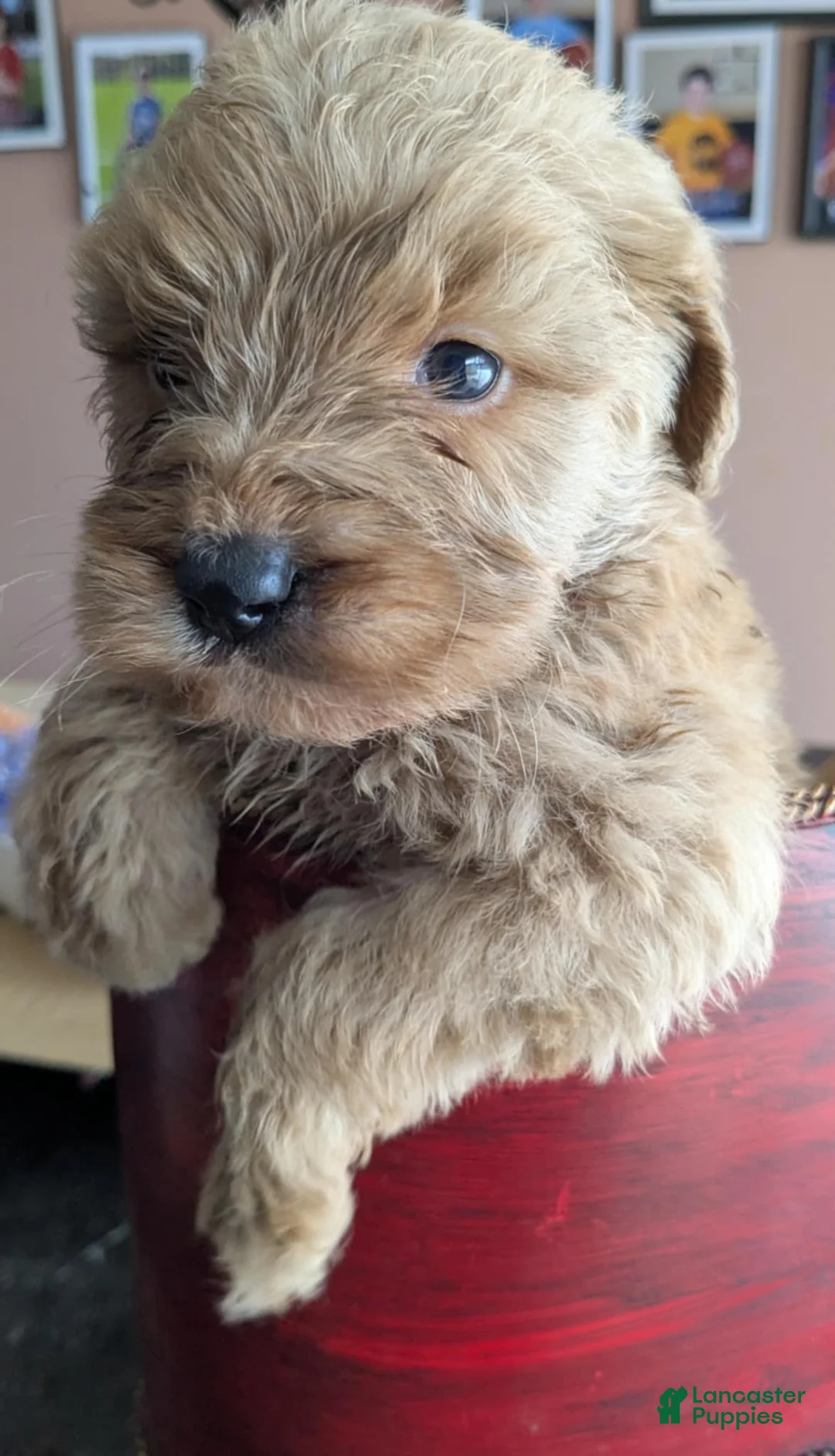 Golden Retriever dogs for sale: Golden Doodles - Ad 4