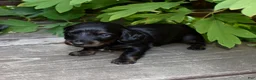 Miniature Dachshund dogs for sale: Otis - Ad 3