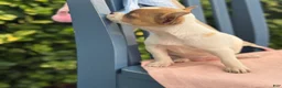 Chihuahua dogs for sale: Honey - Ad 7