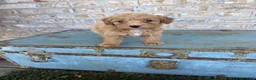 Miniature Labradoodle dogs for sale: Birdie  - Ad 3