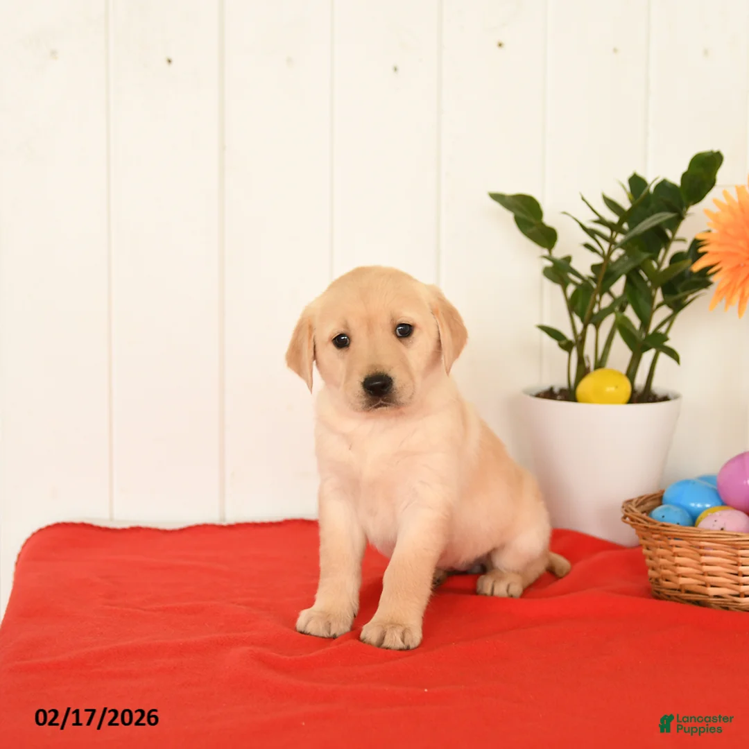 Goldador dogs for sale: Kiwi - Ad 1