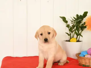 Goldador dogs for sale: Kiwi - Ad 4