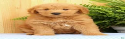 Mini Goldendoodle dogs for sale: Cash - Ad 4