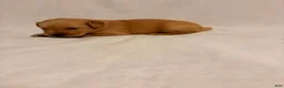 Golden Retriever dogs for sale: Golden Retriever 4 - Ad 2