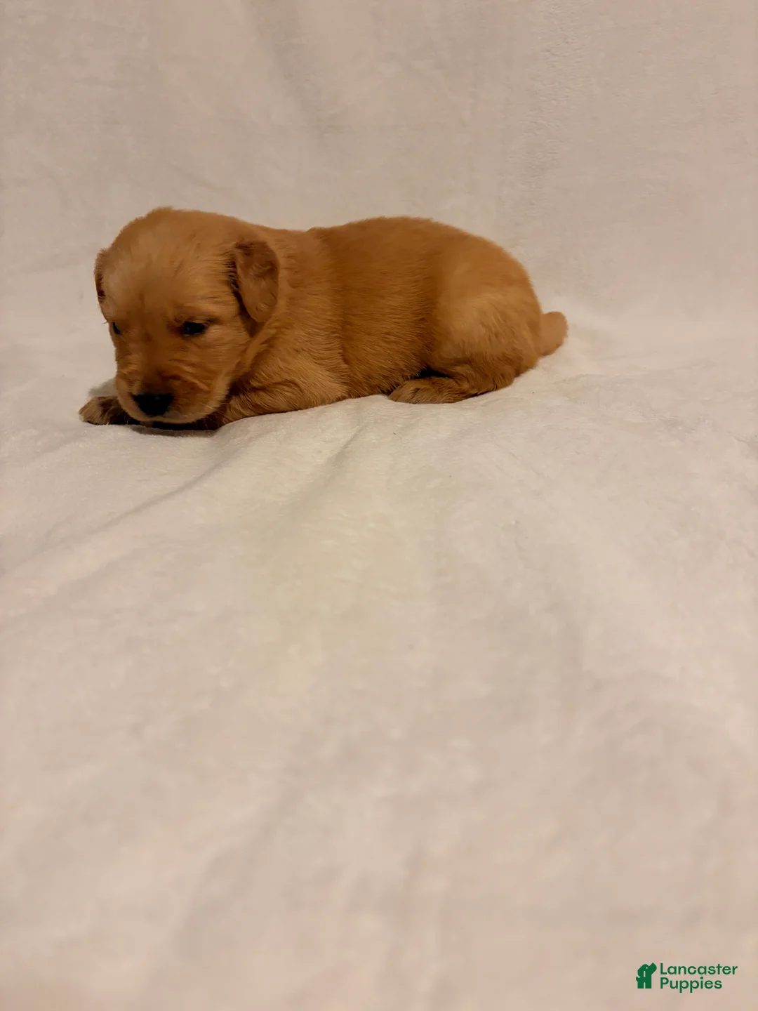 Golden Retriever dogs for sale: Golden Retriever 4 - Ad 2