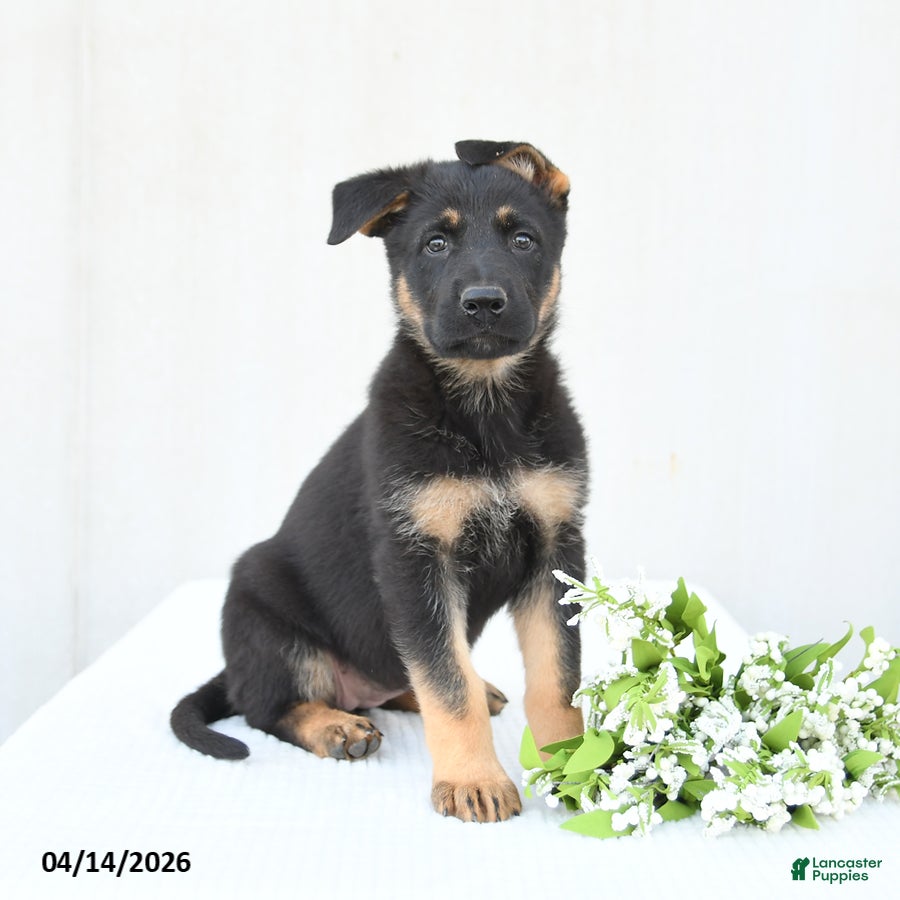 German Shepherd dogs Daisy - Ad 1
