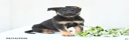 German Shepherd dogs for sale: Daisy - Ad 1