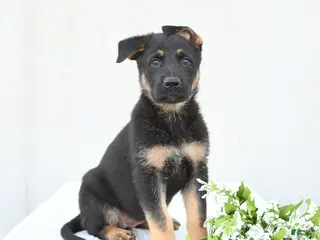German Shepherd dogs for sale: Daisy - Ad 3